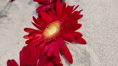 Red Gerbera Daisies on Sandy Backdrop for Valentines Stock Footage 274389572