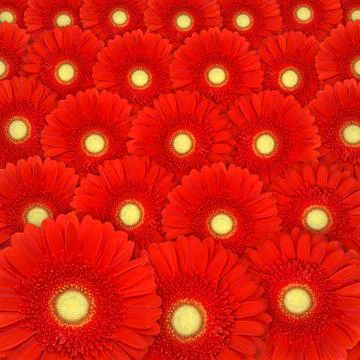 Red gerbera daisy background Stock Illustration
