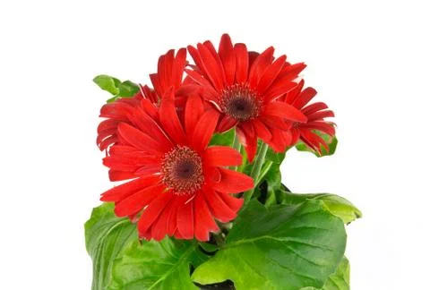 Red gerbera daisy flower Stock Photos
