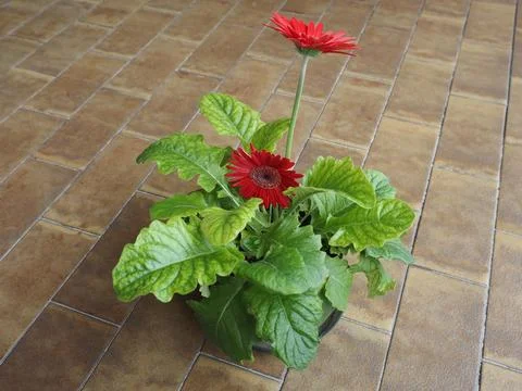 Red gerbera daisy flower Stock Photos