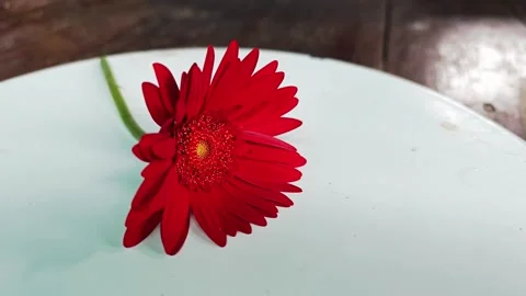 Red gerbera daisy flower on white plate. Stock Footage 342319561