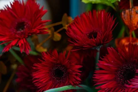 Red gerbera daisy flowers macro shot in moody dark low key lighting floral .. 스톡 사진