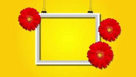 Red gerbera daisy flowers with white frame animation footage Video stock 135077643