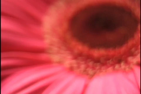 Red Gerbera Daisy Stock Footage