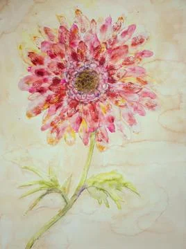 Red gerbera daisy on an ocher background Stock Illustration