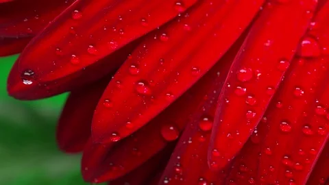 Red gerbera daisy petals with sparkling water droplets in extreme macro close up Stock Footage 329155416