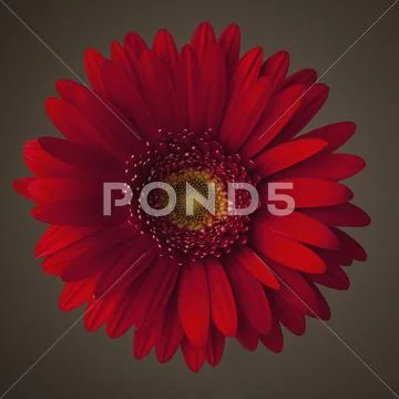 Red gerbera daisy Stock Photos