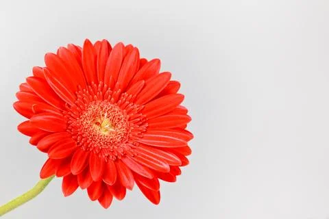 Red gerbera daisy Stock Photos