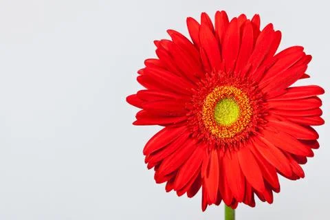 Red gerbera daisy Stock Photos