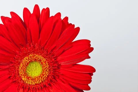 Red gerbera daisy Stock Photos