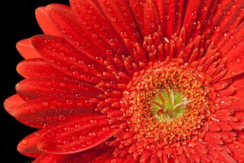 Red gerbera daisy Stock Photos