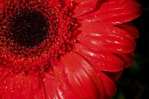 Red Gerbera Daisy Stock Photos