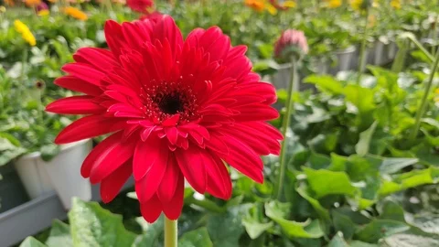 Red gerbera daisy plant Video stock 102693310