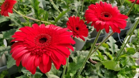 Red gerbera daisy plant Video stock 102693334