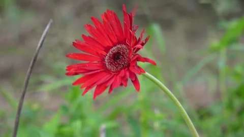 Red Gerbera Daisy in Sharp Focus Stock Footage 312778546
