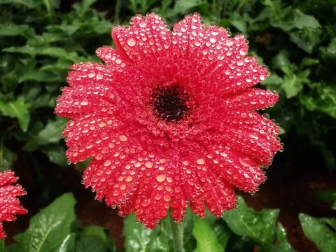 Red gerbera with dew drop Foto stock