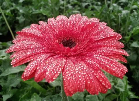 Red gerbera with dew drops on it Foto stock