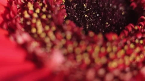 Red gerbera flower close focused macro Video stock 133636179