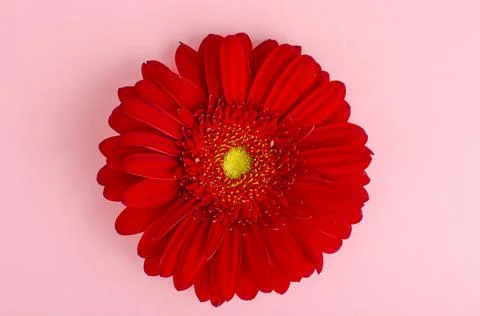 Red gerbera flower close up. Stock Photos