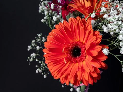 Red gerbera flower close-up surrounded by small white flowers on a black back Stock Photos
