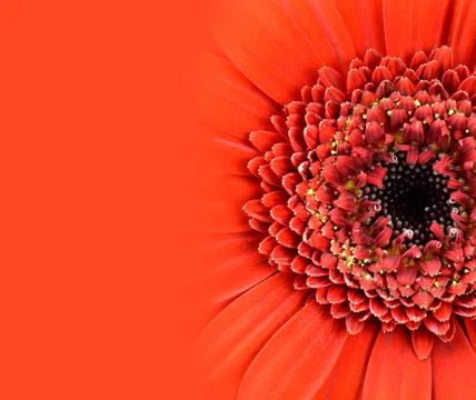 Red Gerbera Flower with Gradient Stock Photos
