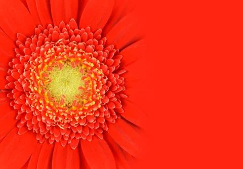 Red Gerbera Flower with Gradient Stock Photos