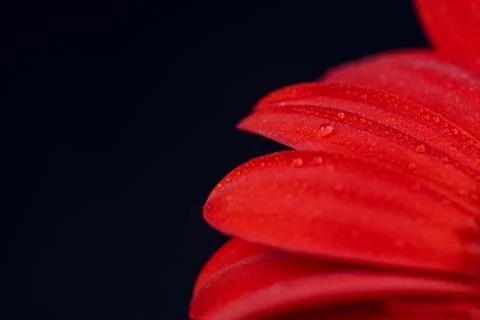Red Gerbera Flower Macro Photography Stock Photos