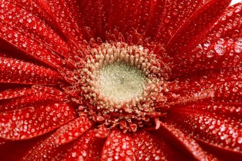 Red gerbera flower Stock Photos