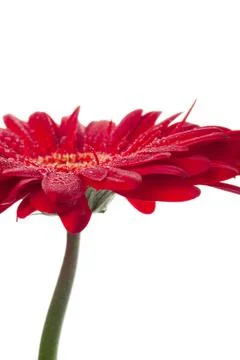 Red gerbera flower Stock Photos