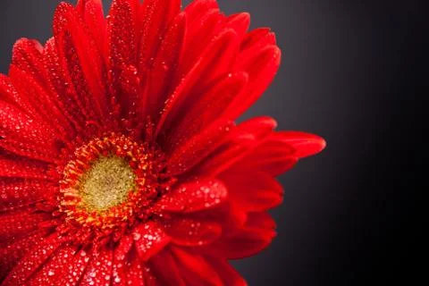 Red gerbera flower Stock Photos