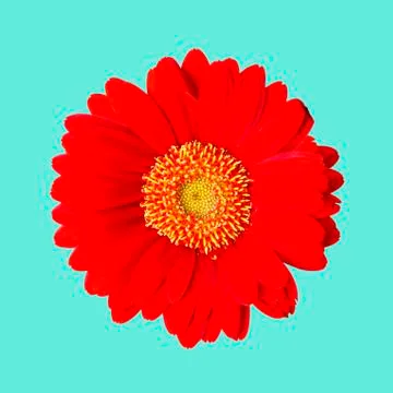 Red gerbera flower Stock Photos