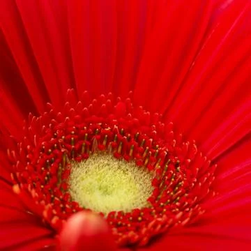 Red gerbera flower Stock Photos