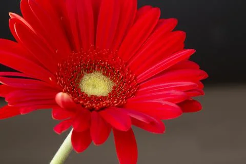 Red gerbera flower Stock Photos