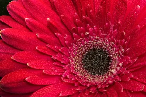 Red gerbera flower Stock Photos