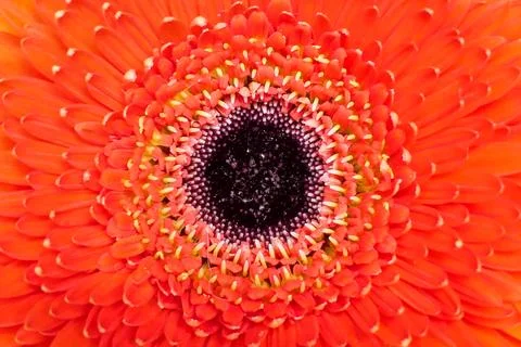 Red Gerbera Flower. Stock Photos