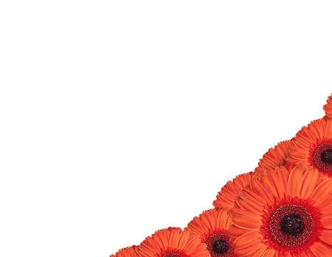 Red gerbera flowers create a frame on white background Stock Photos