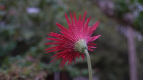 Red Gerbera in the garden with nature background. 库存影片 123961797