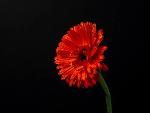 Red gerbera isolate with small drops of water on a black background Stock Photos