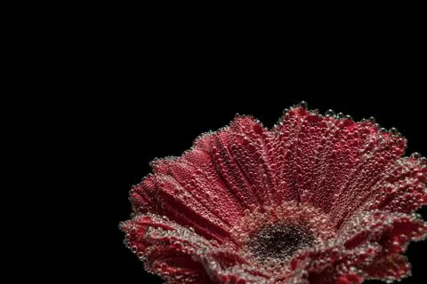 Red gerbera isolated on black background. Flower in water. Stock Photos