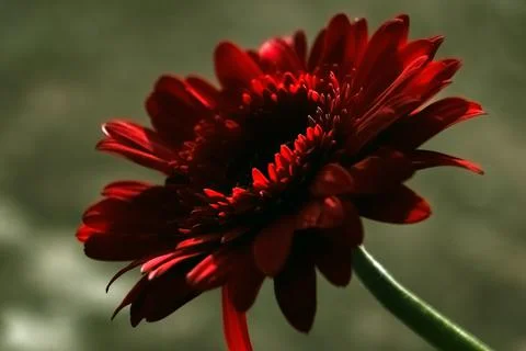 Red gerbera isolated on black background. close up. macro Stock Photos