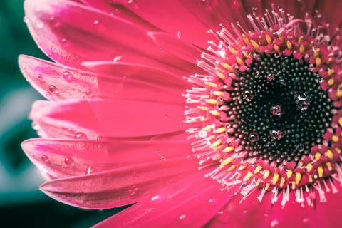Red gerbera macro shot Stock Photos