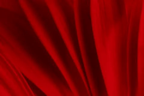 Red gerbera petals macro Stock Photos