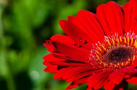 Red gerbera. Stock Photos