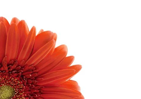 Red gerbera Stock Photos
