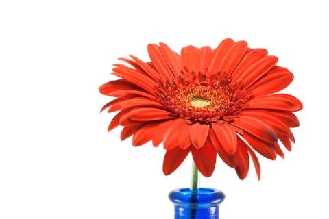 Red gerbera Stock Photos