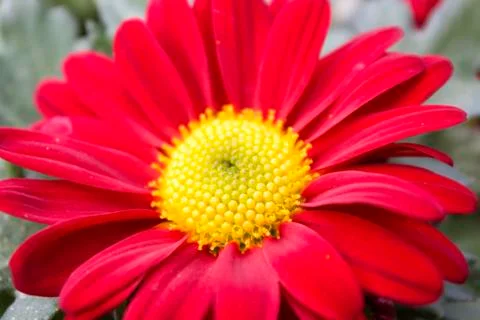 Red gerbera Stock Photos