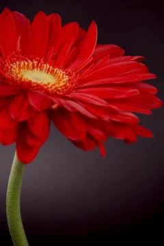 Red gerbera Stock Photos