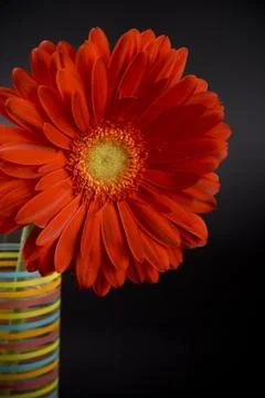 Red gerbera Stock Photos