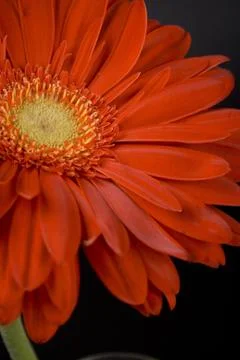Red gerbera Stock Photos
