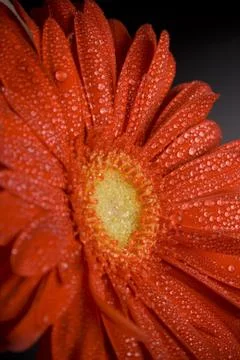 Red gerbera Stock Photos